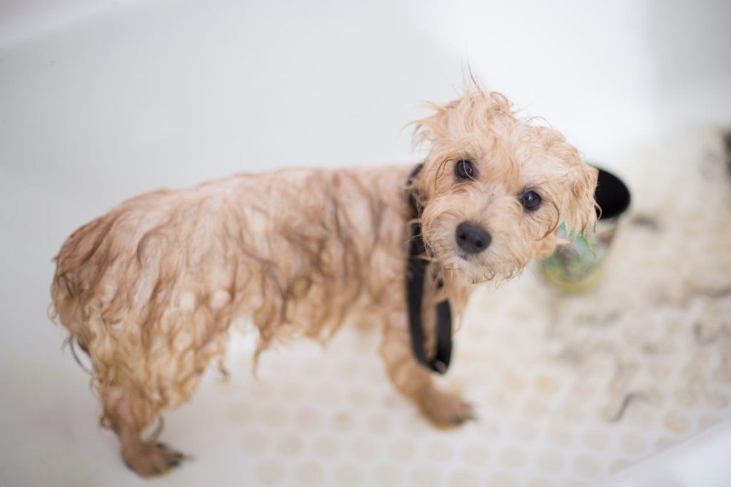 pexels-photo-1436139 Cute wet puppy in bathtub looking up during bath time. Perfect pet grooming scene.