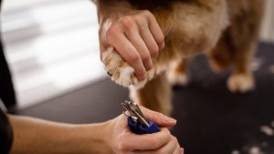 pexels-photo-19145872 A close-up view of pet grooming focusing on a dog's paw being trimmed with special scissors, highlighting care and precision.