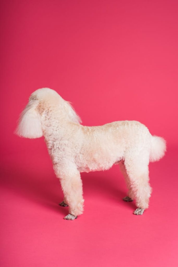 pexels-photo-3299900 White poodle in studio on pink background, highlighting its groomed fluffy coat.