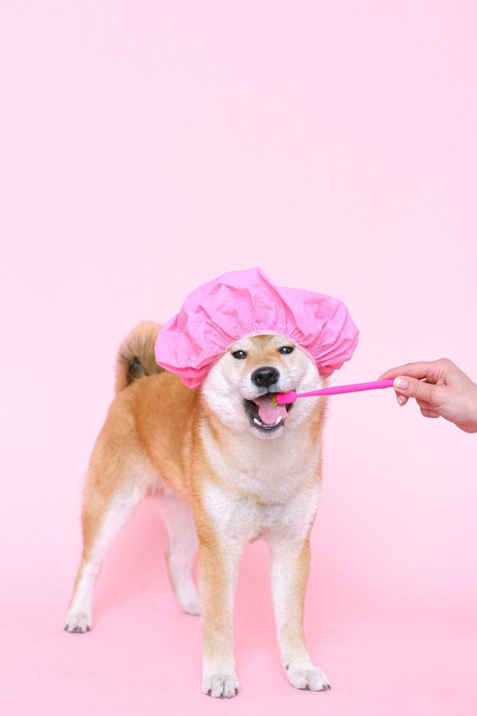 pexels-photo-4588019 Cute Shiba Inu wearing a pink cap, brushing teeth on a pink background.