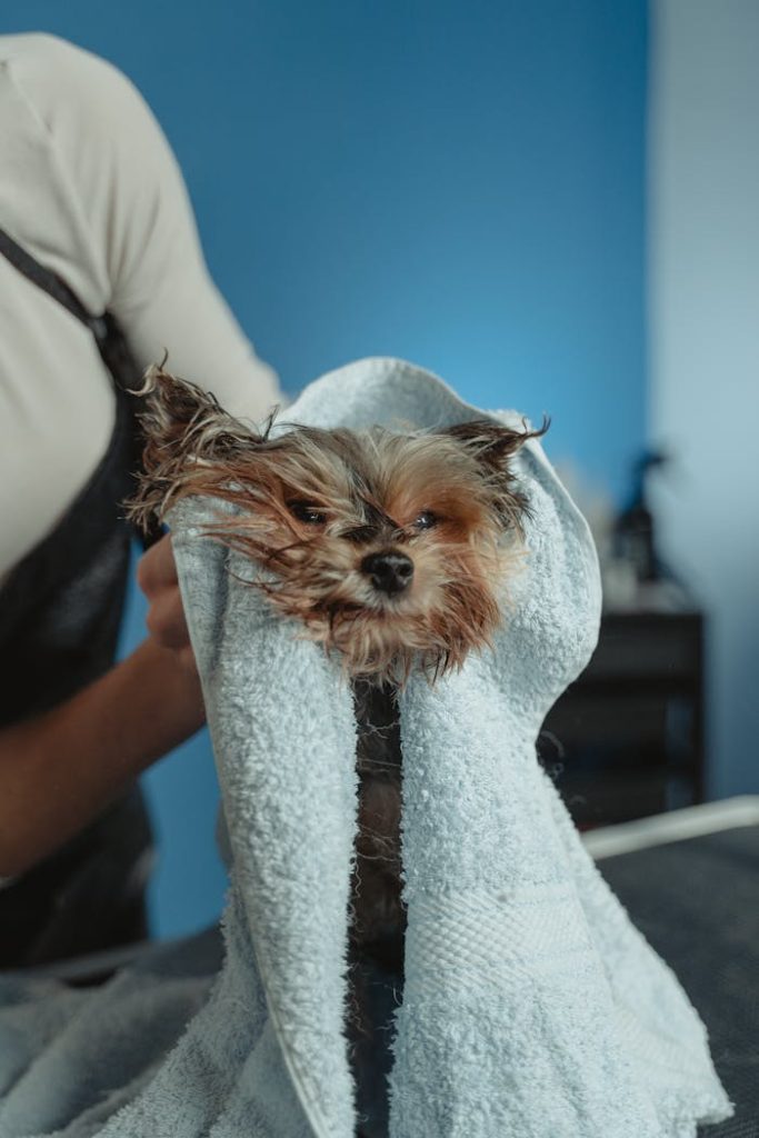 pexels-photo-6131158 A cute wet puppy wrapped in a towel during drying routine indoors.
